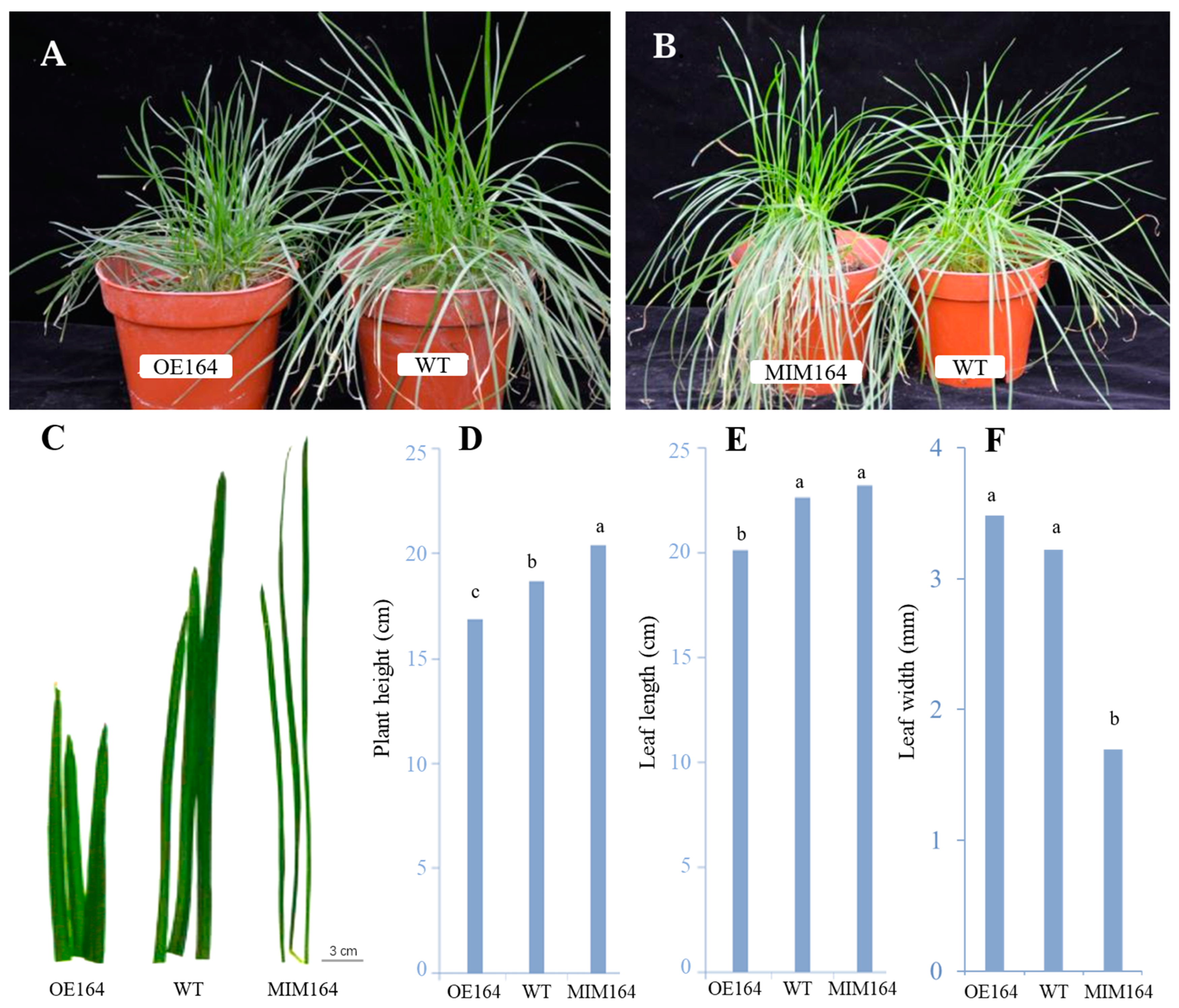 Plants 13 01242 g002
