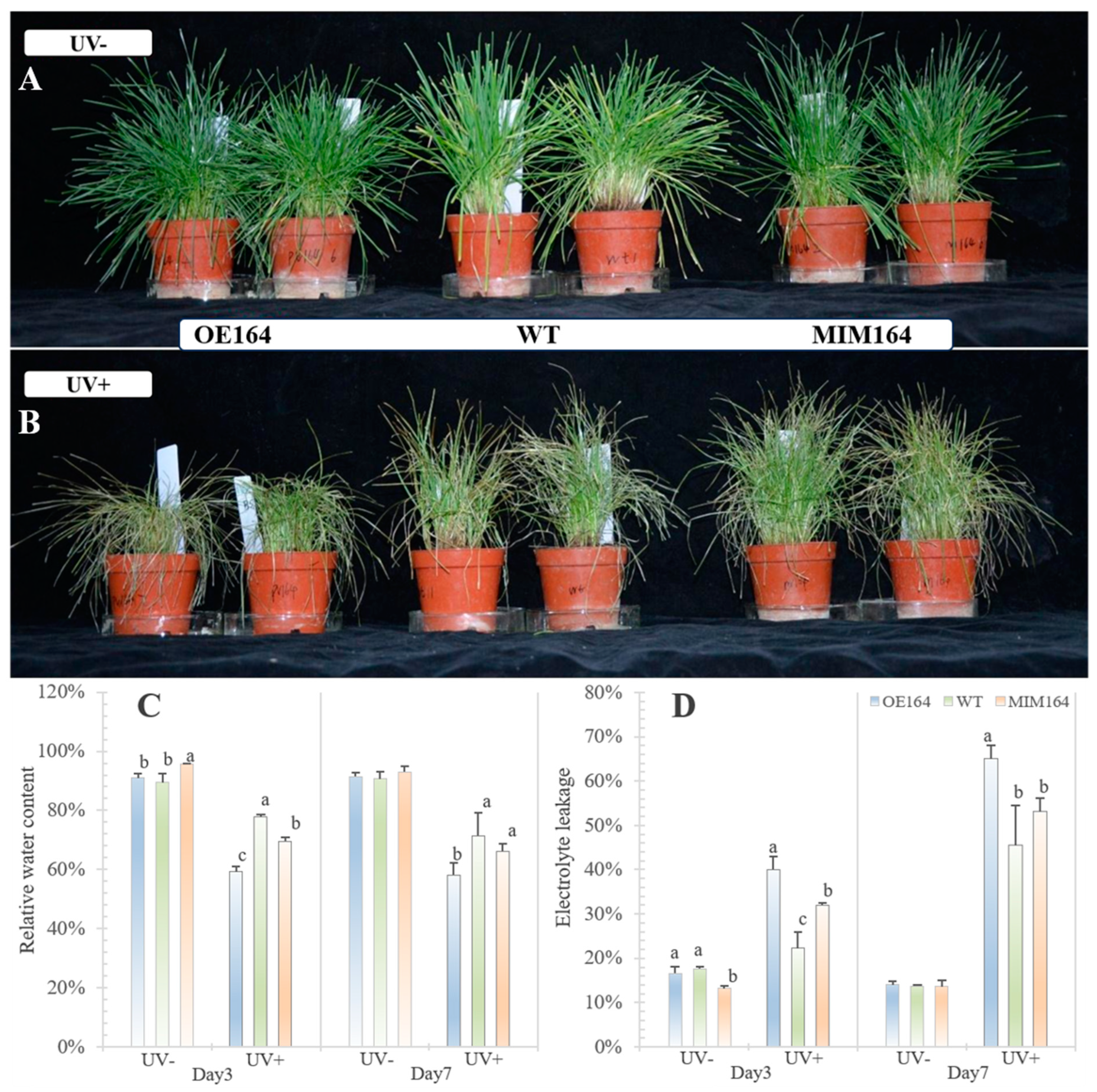 Plants 13 01242 g003