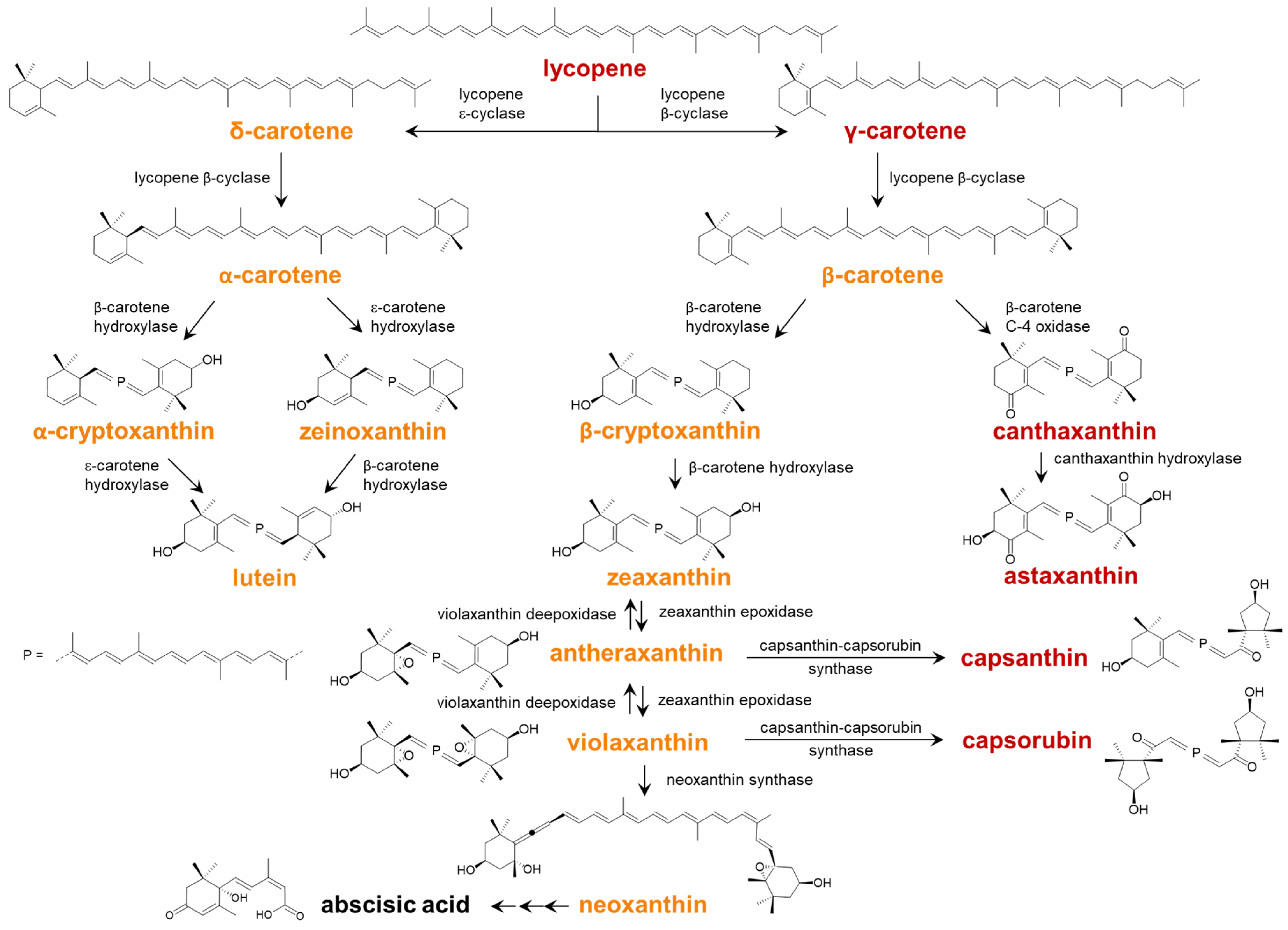 Plants 13 01251 g001