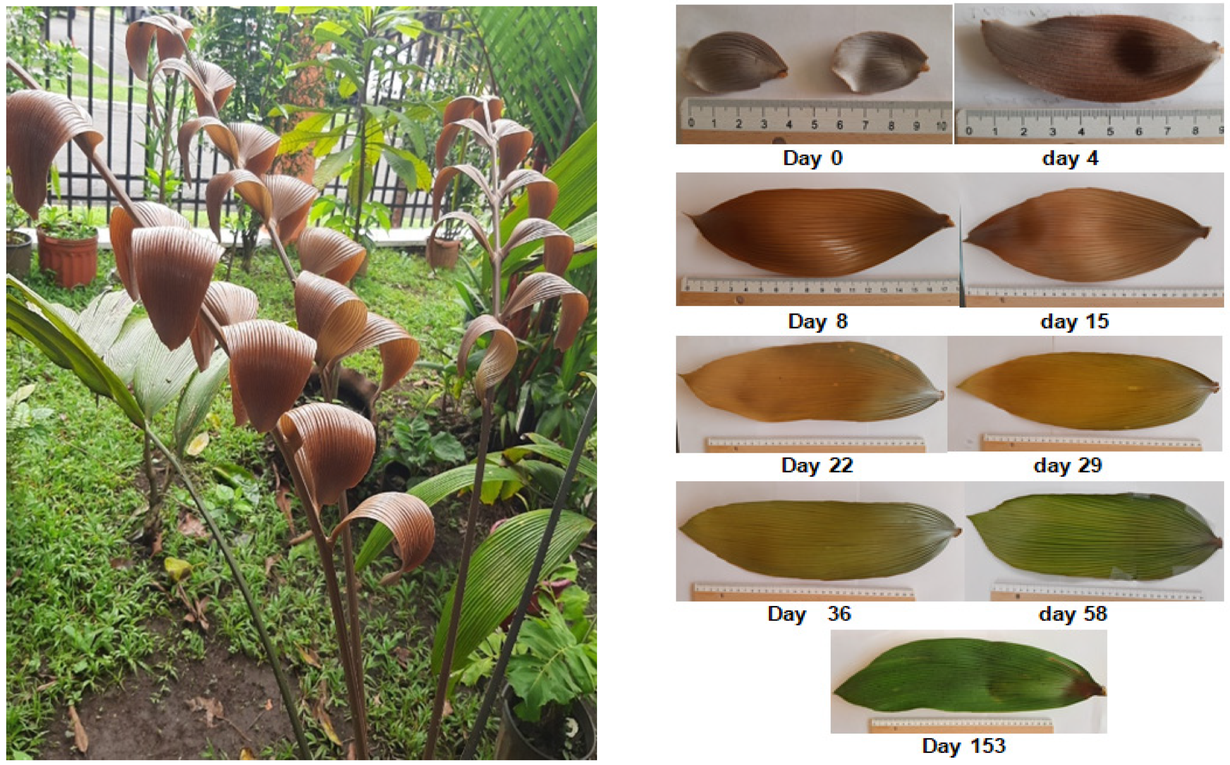 Plants 13 01251 g002