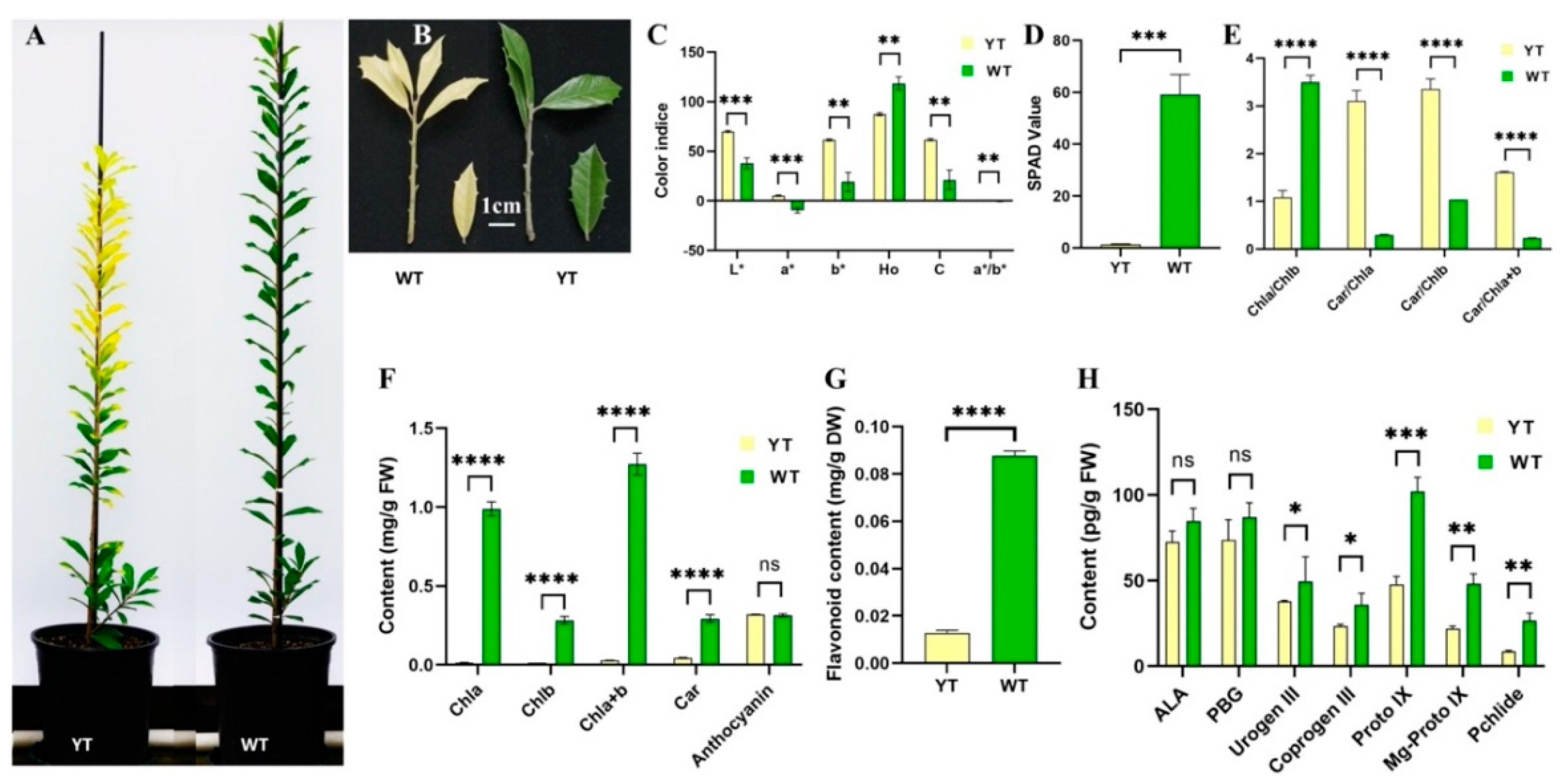 Plants 13 01284 g001