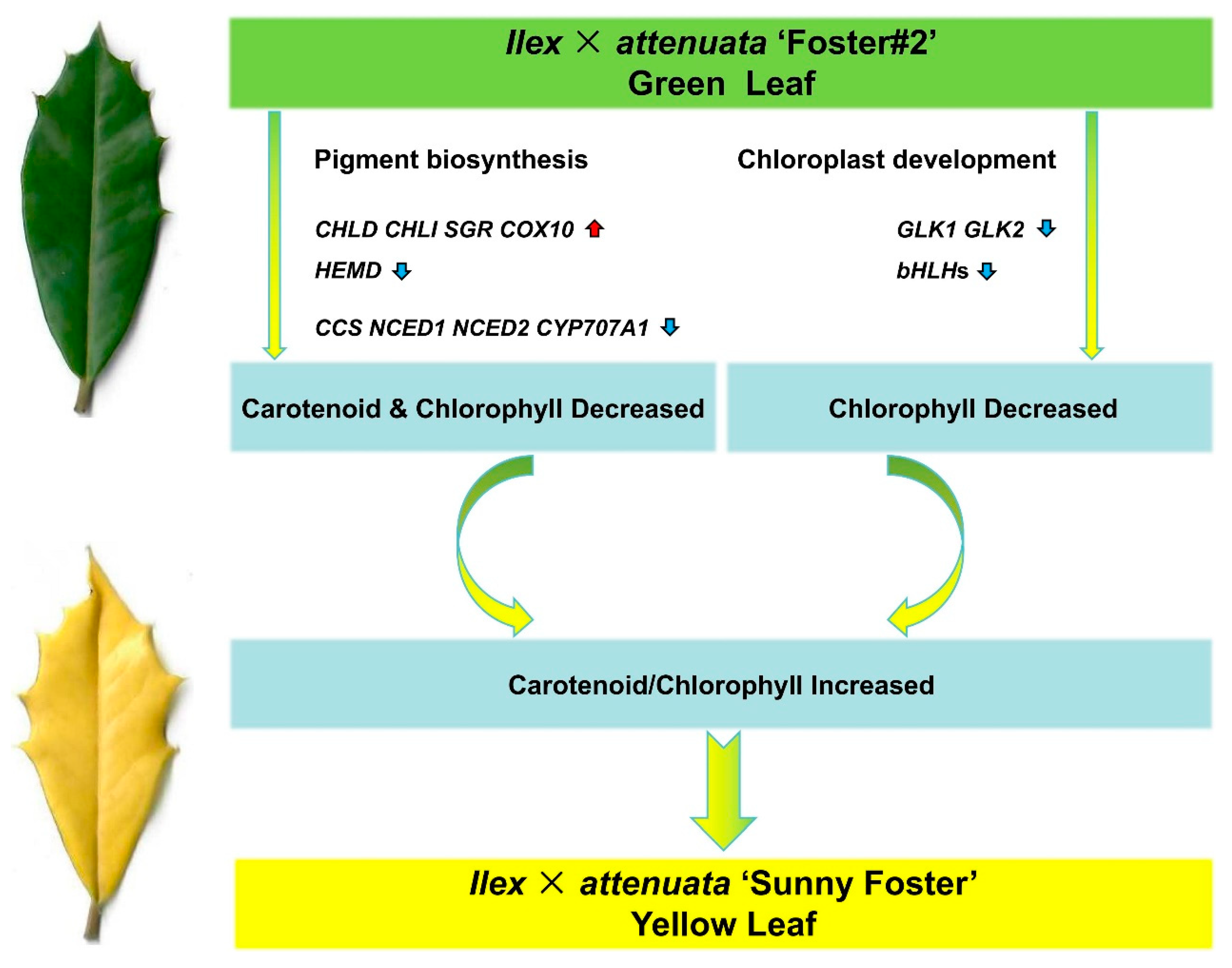 Plants 13 01284 g010