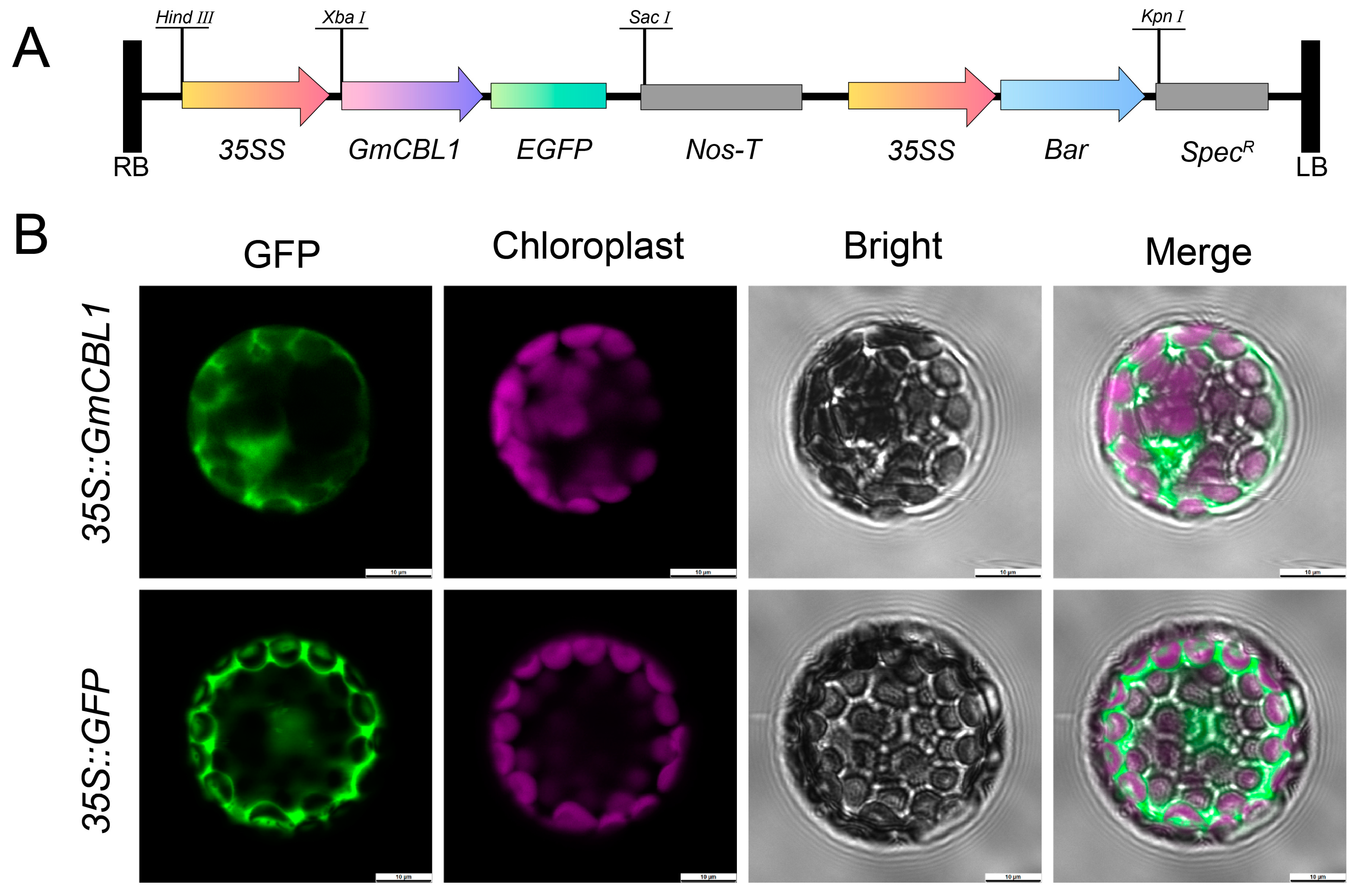 Plants 13 01304 g008