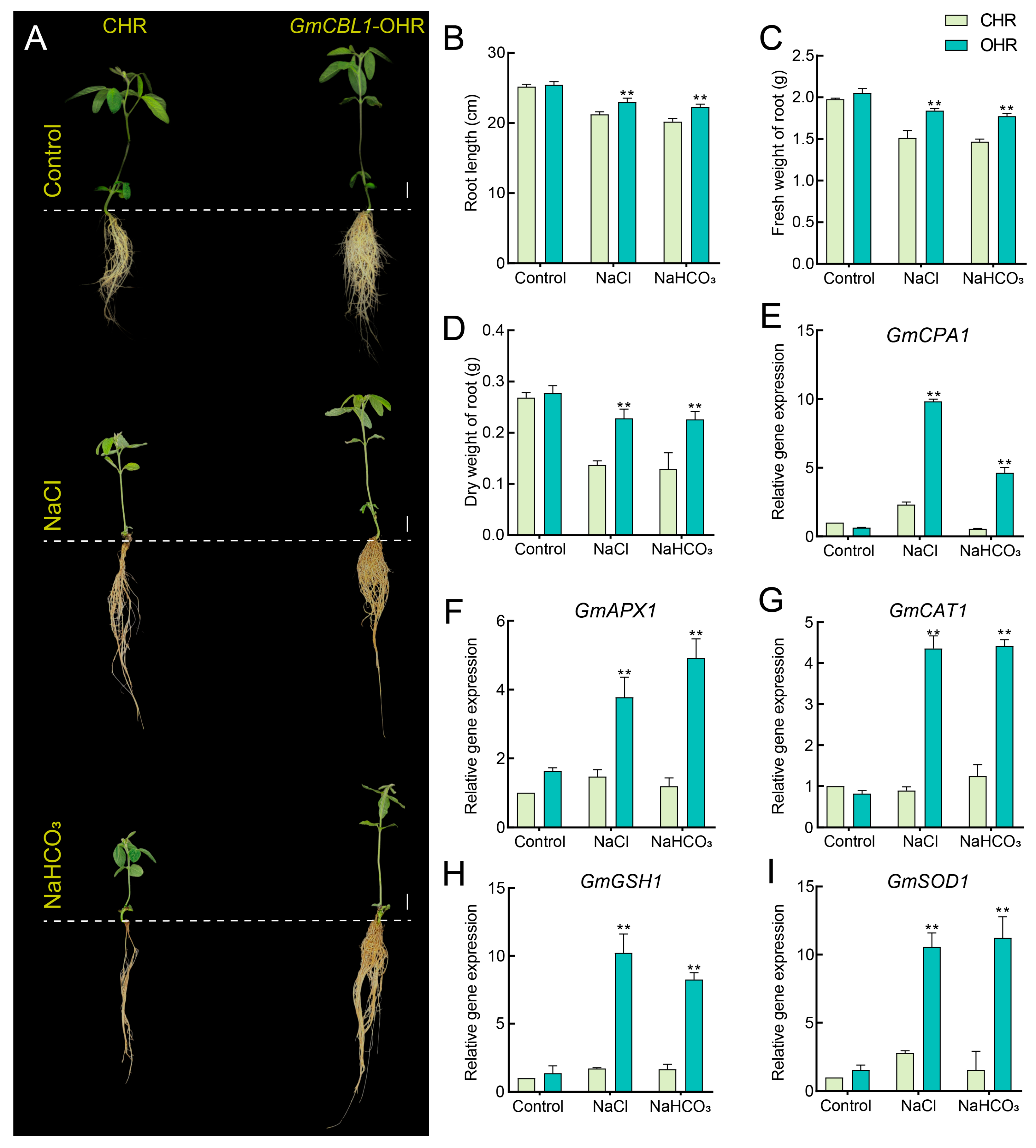 Plants 13 01304 g009