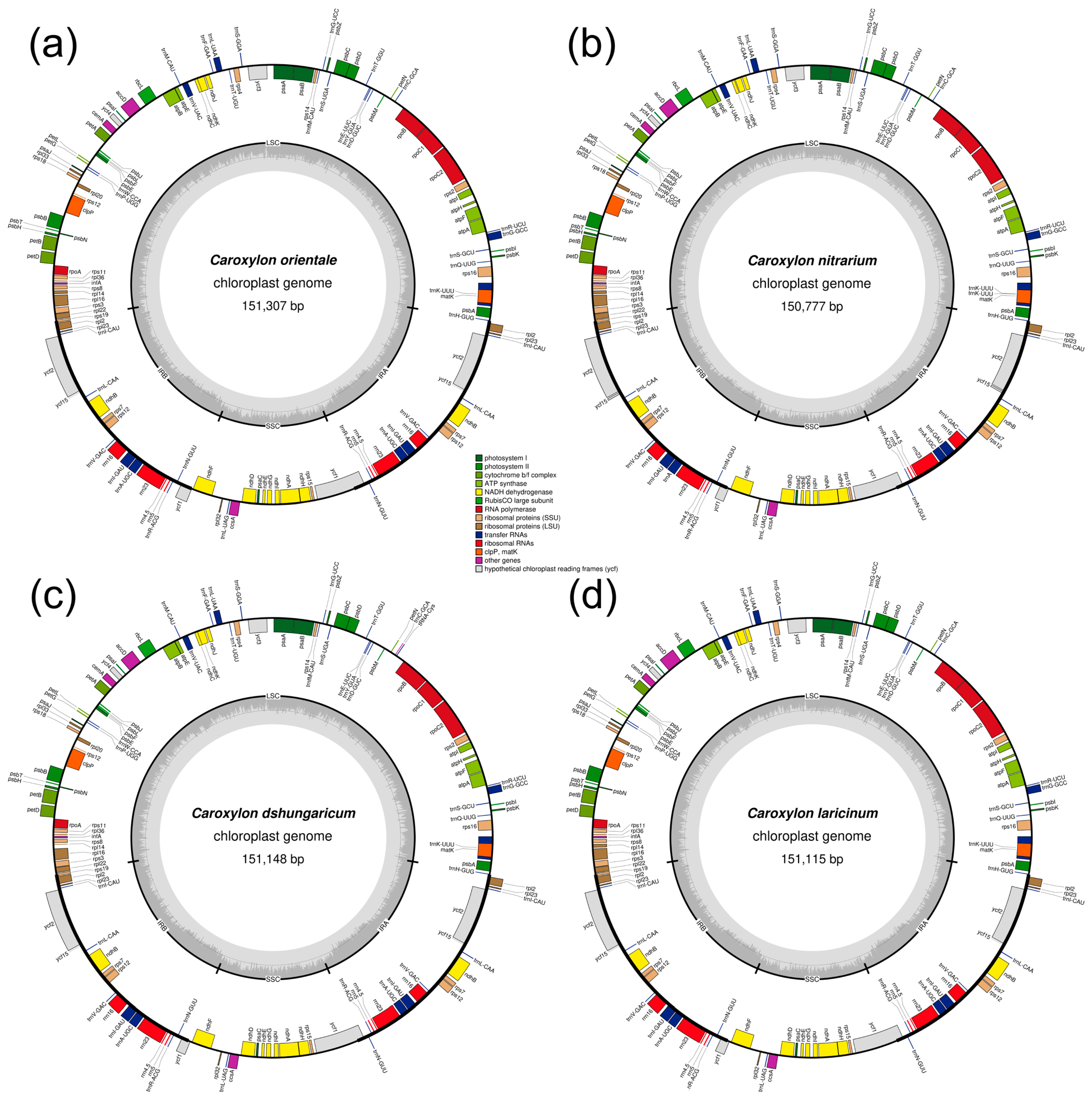 Plants 13 01332 g001