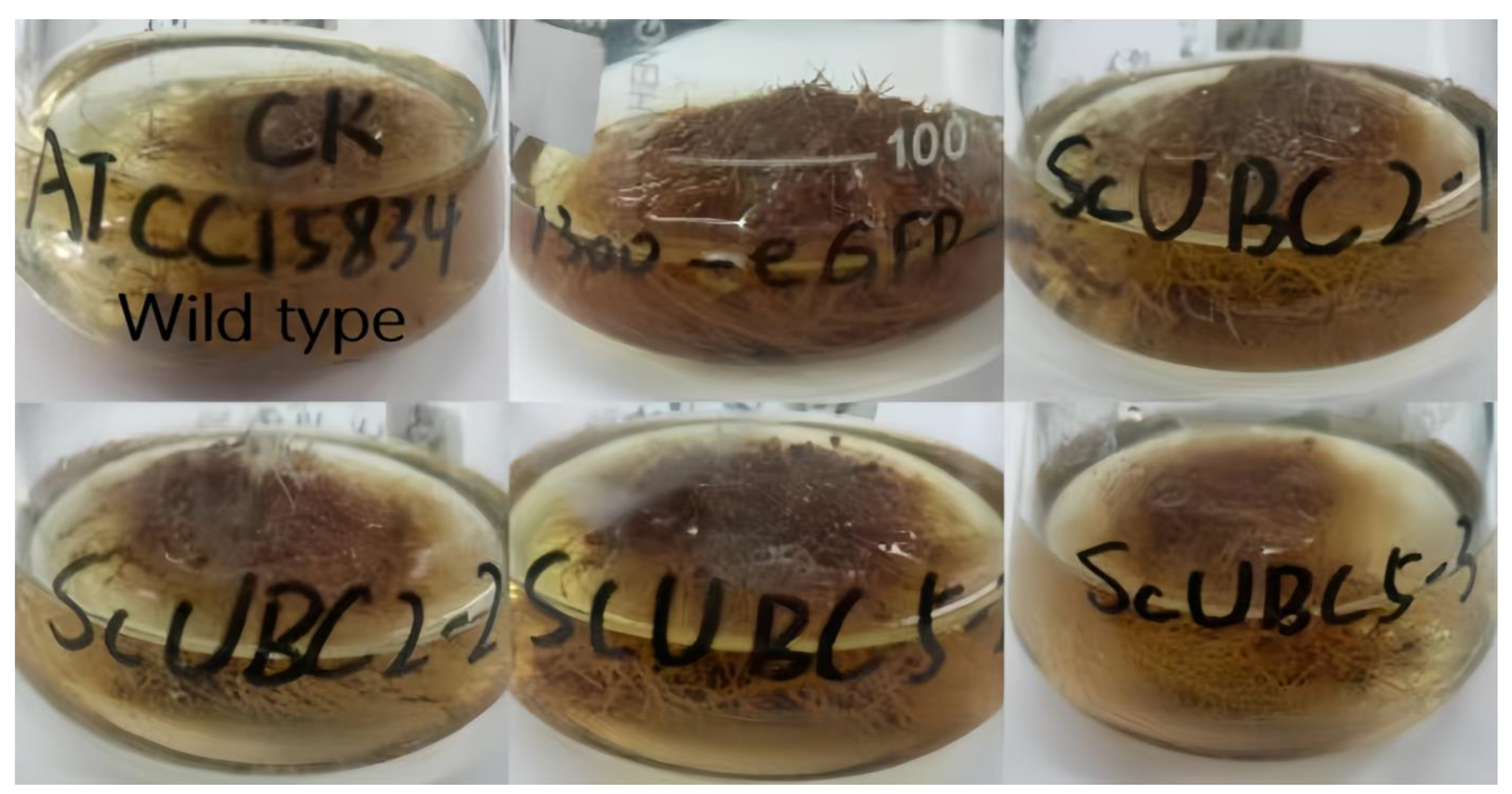 Plants 13 01353 g010