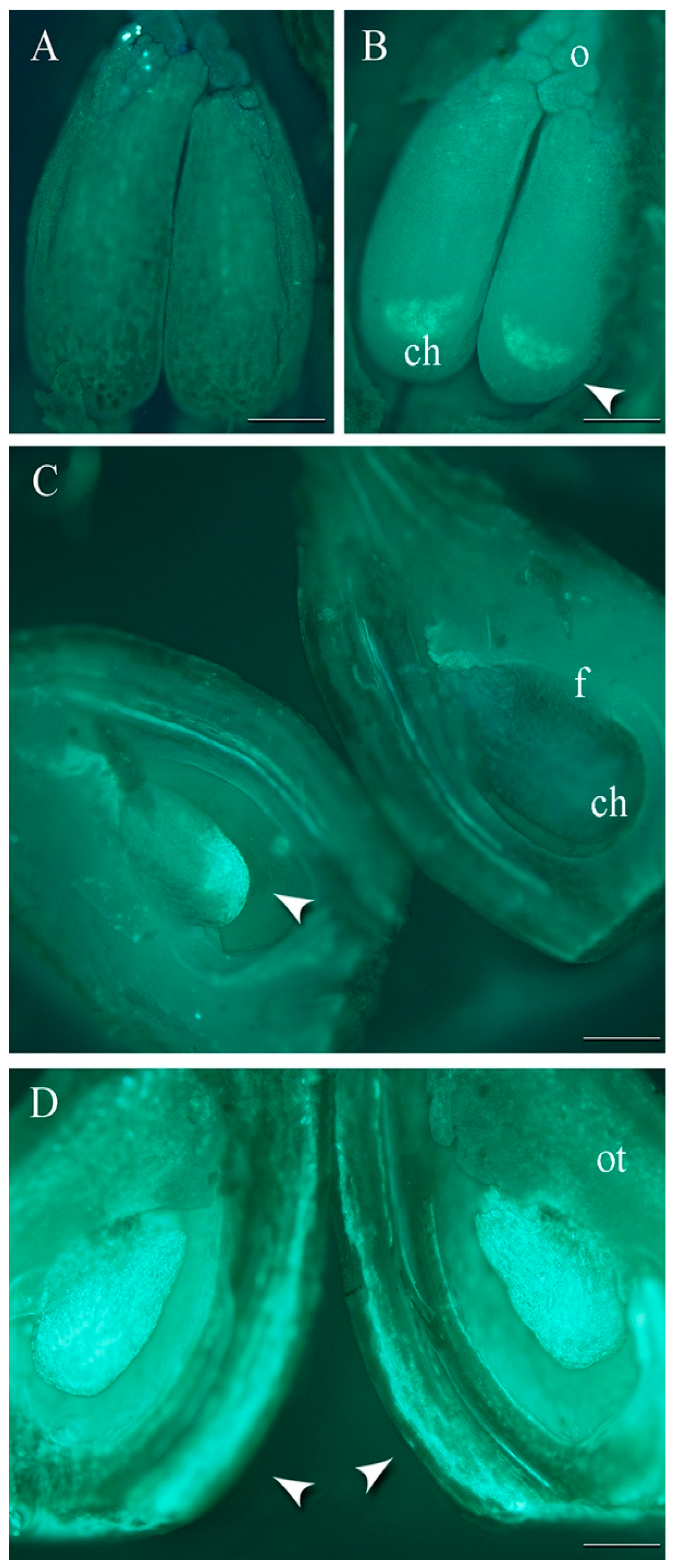 Plants 13 01359 g001