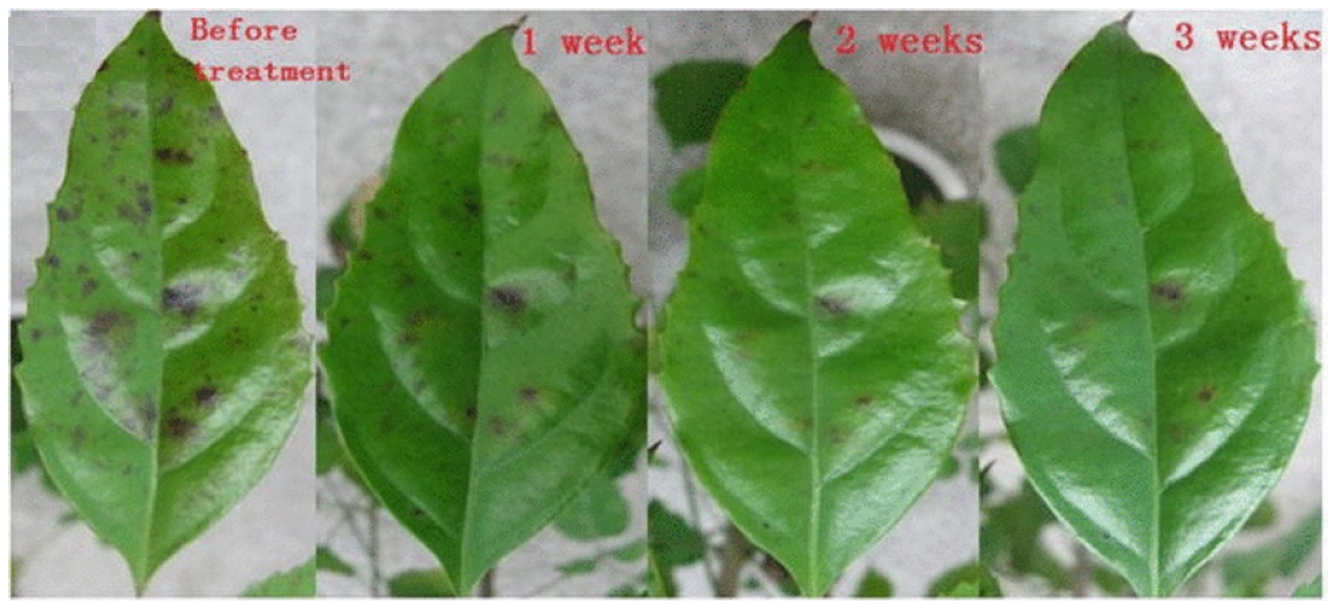 Plasma 05 00008 g003