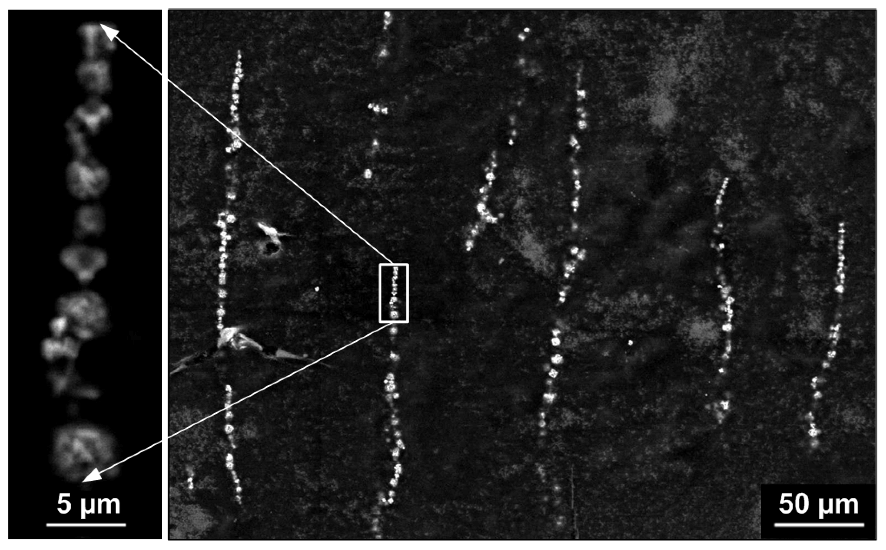Polymers 02 00120 g002