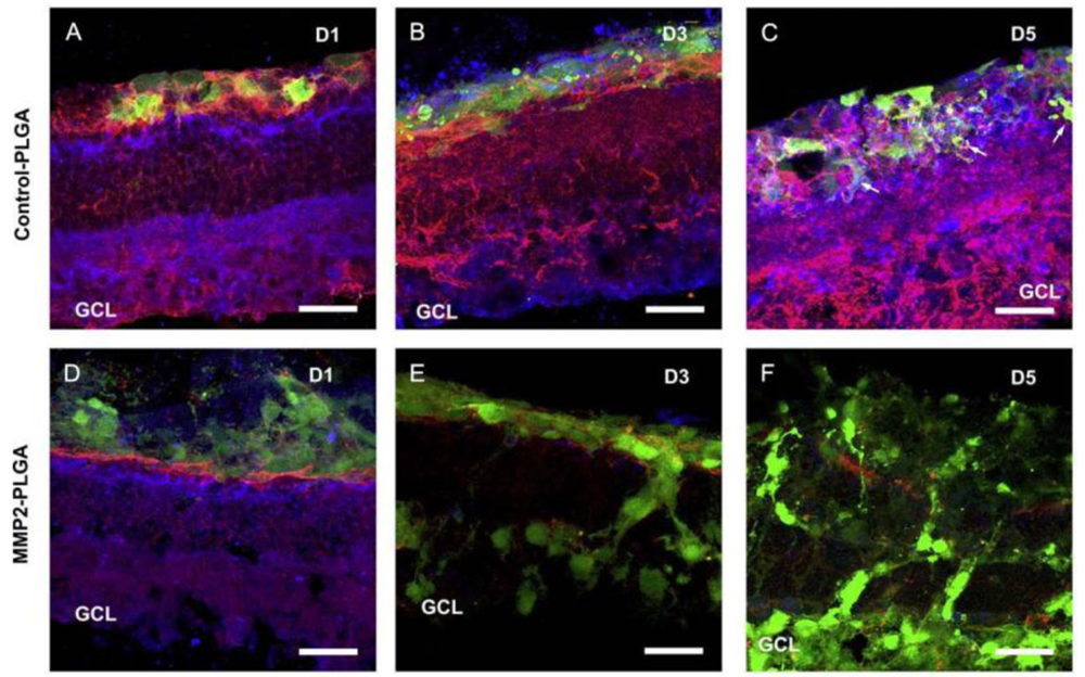 Polymers 03 00899f1 1024