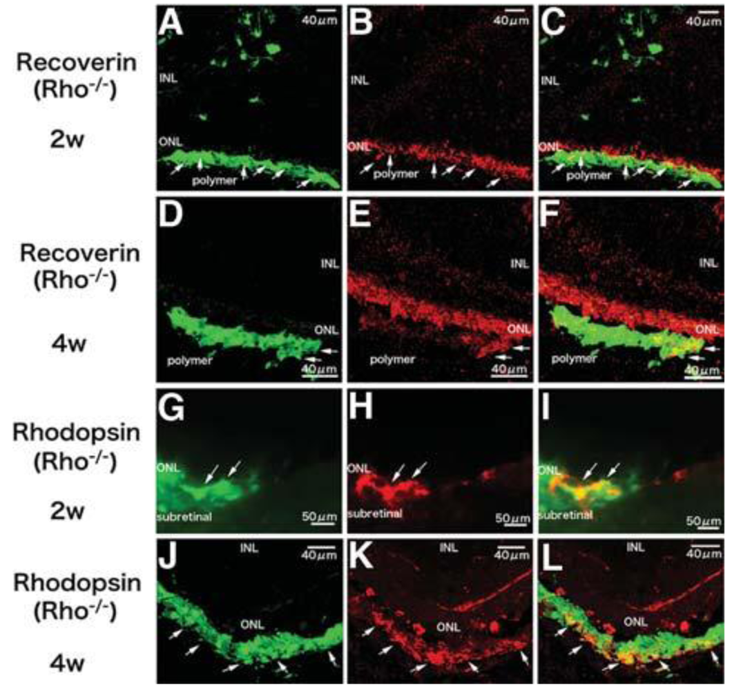 Polymers 03 00899f2 1024