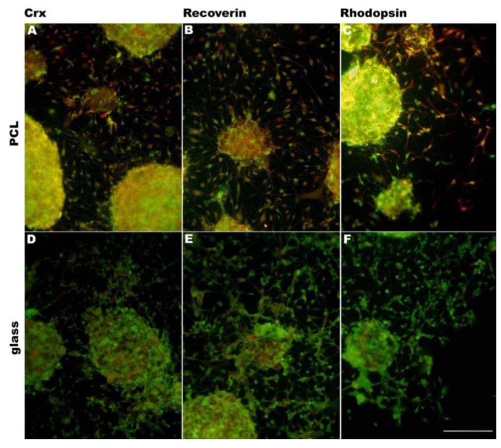 Polymers 03 00899f3 1024