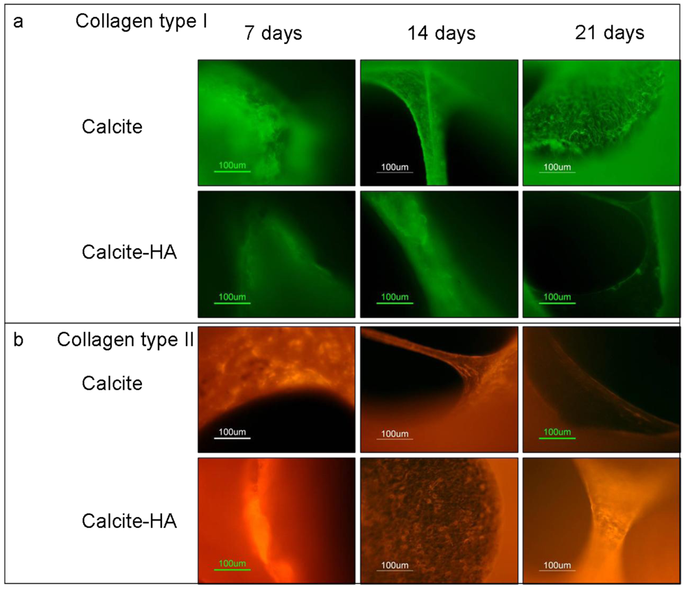 Polymers 04 01065 g007