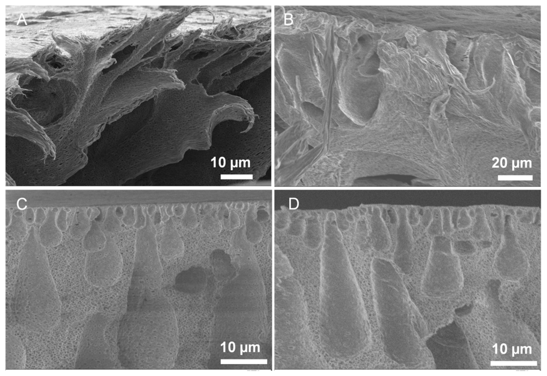 Polymers 08 00032 g002