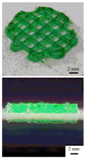 Polymers 09 00401 i018 Polymers 09 00401 i018