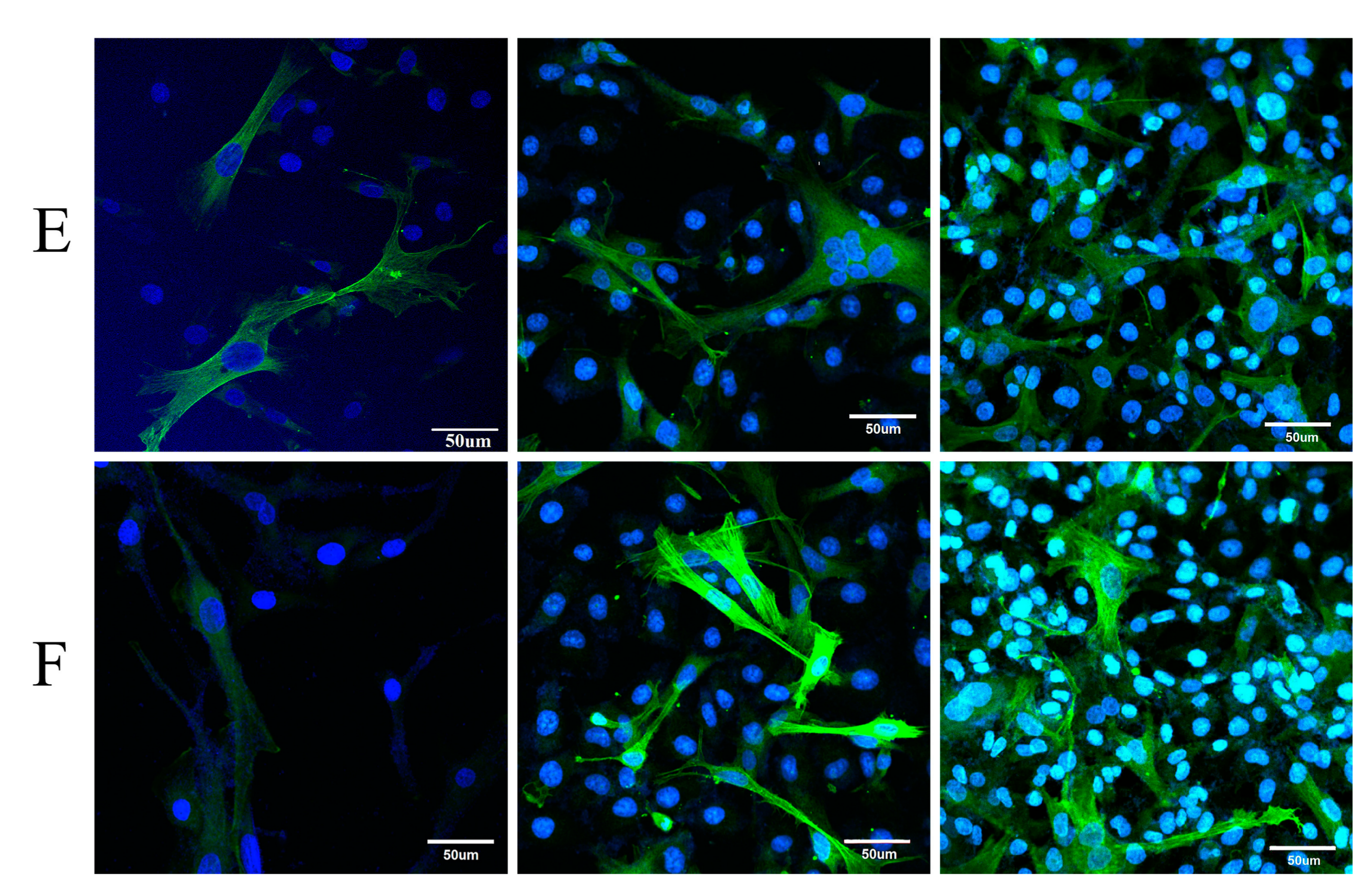 Polymers 10 00039 g003b
