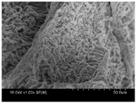 Polymers 10 00112 i007