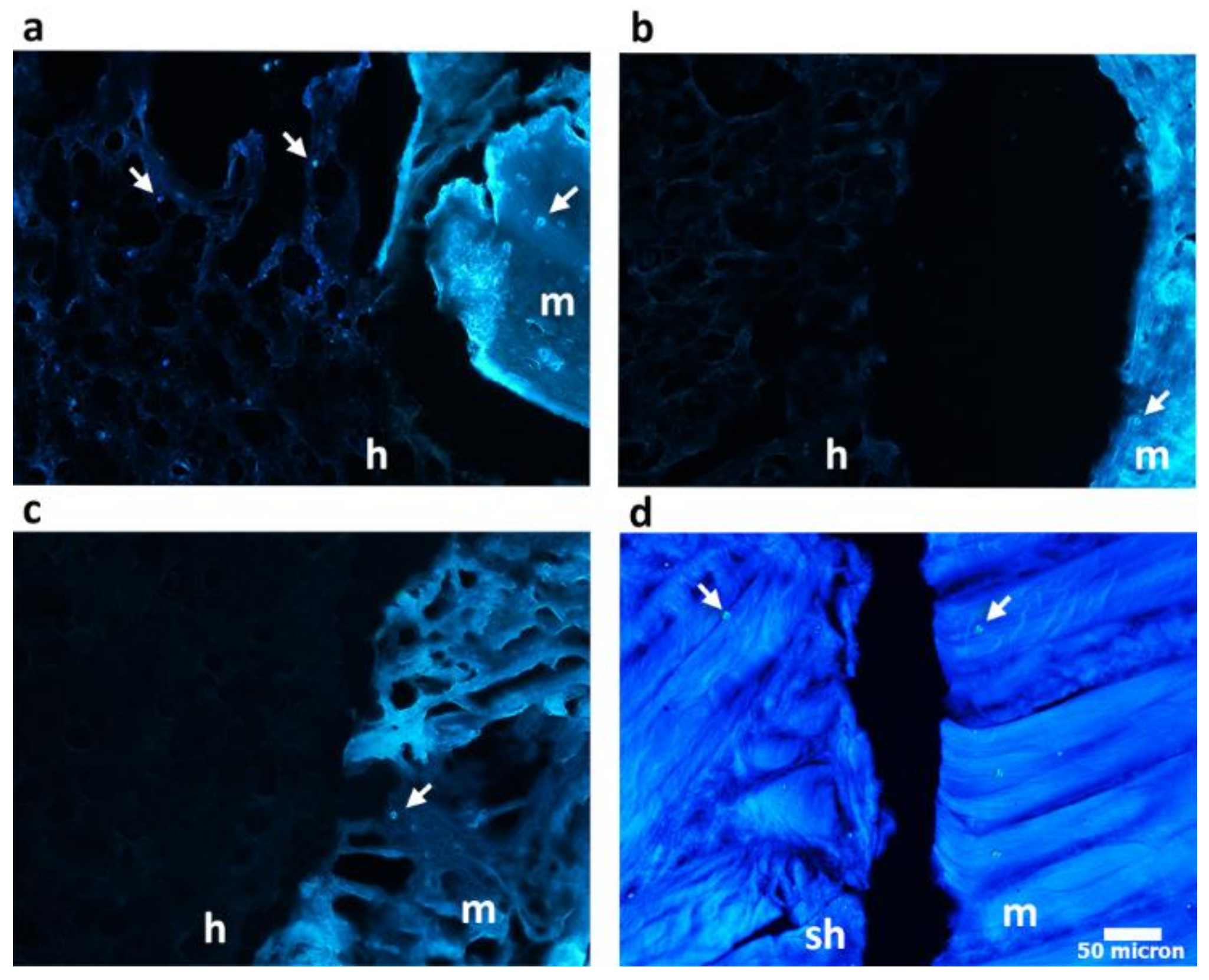 Polymers 10 00380 g008 Polymers 10 00380 g008