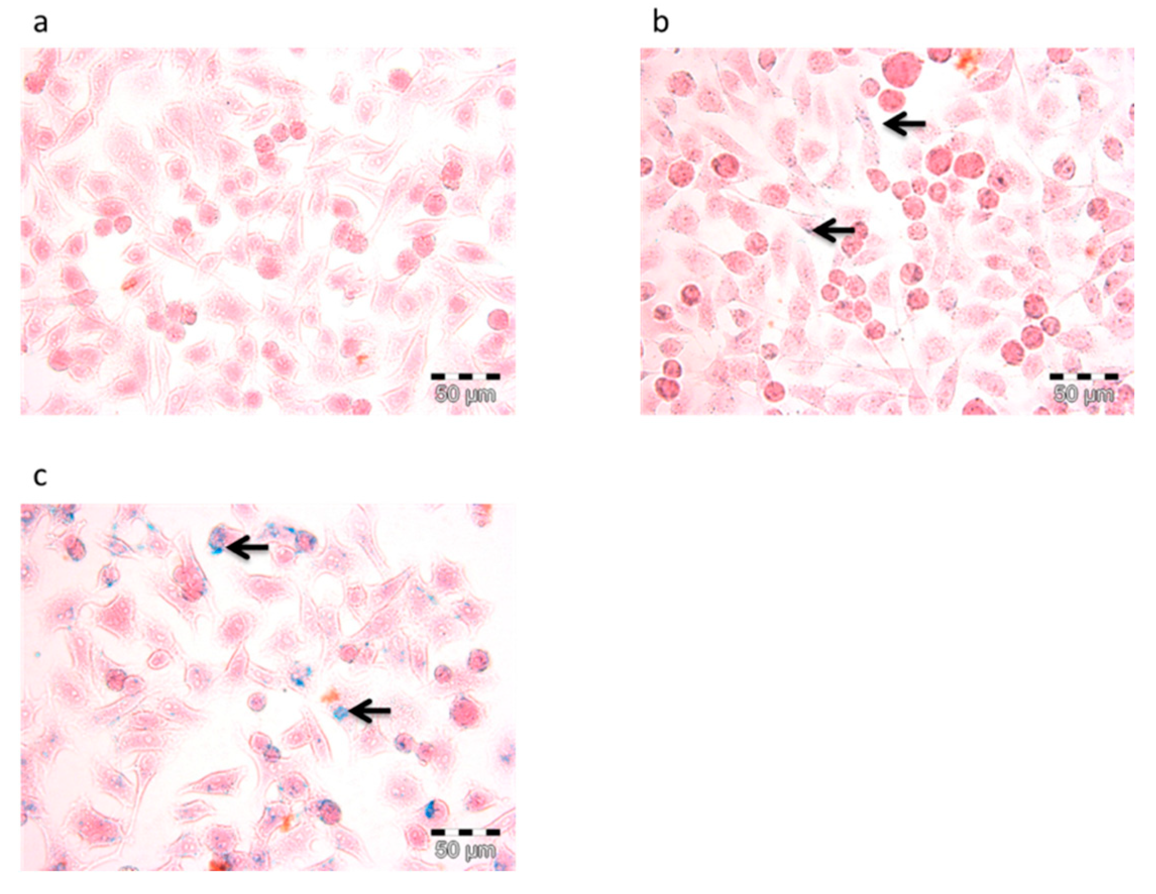 Polymers 11 00743 g006