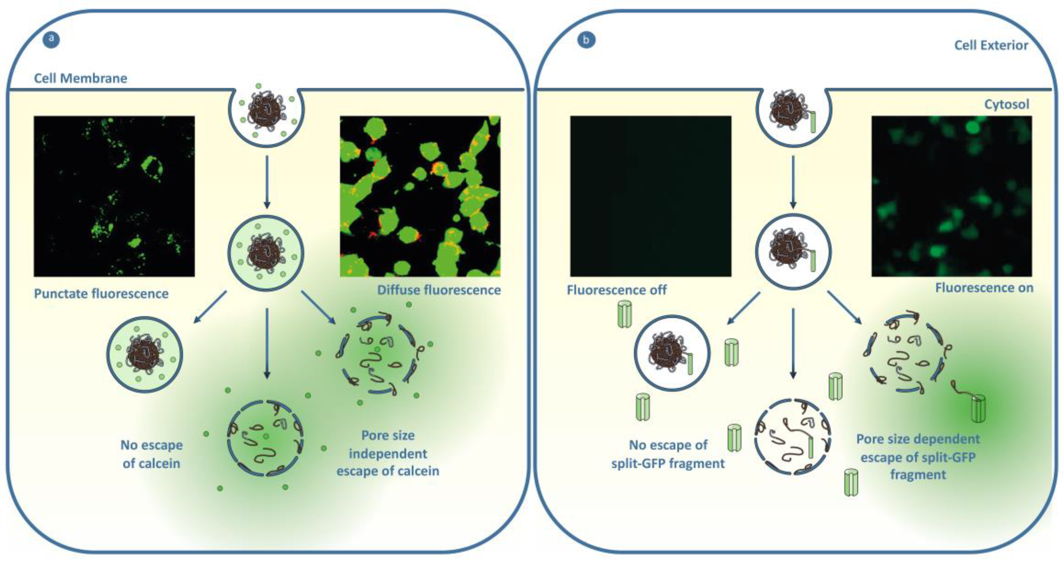 Polymers 11 01441 g005