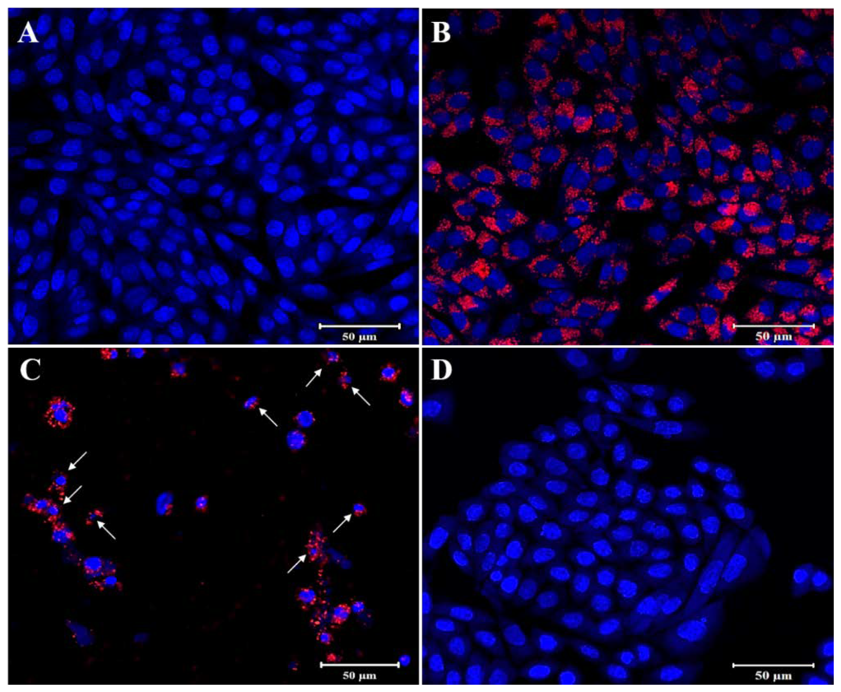 Polymers 12 01516 g009