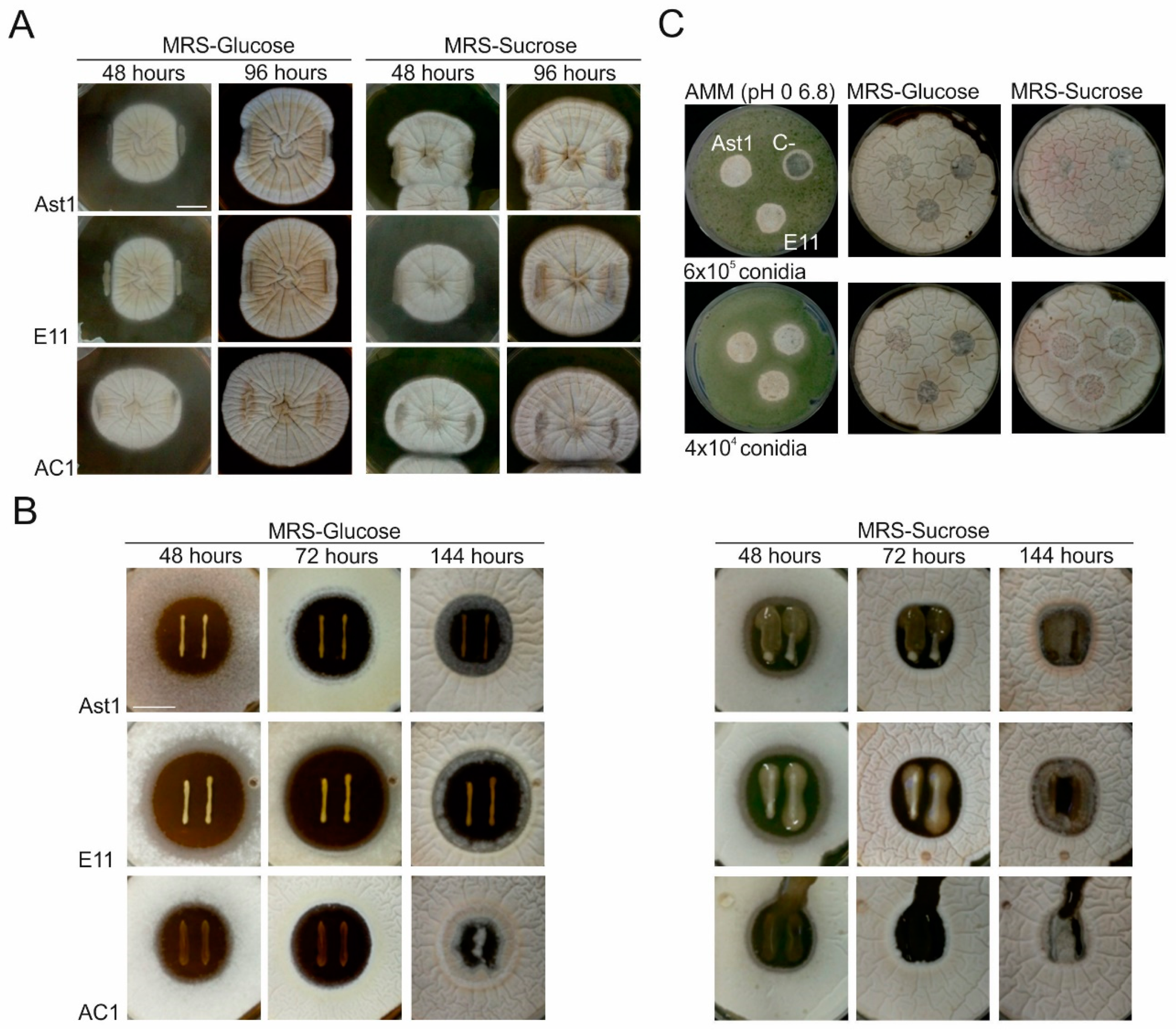 Polymers 12 02106 g011