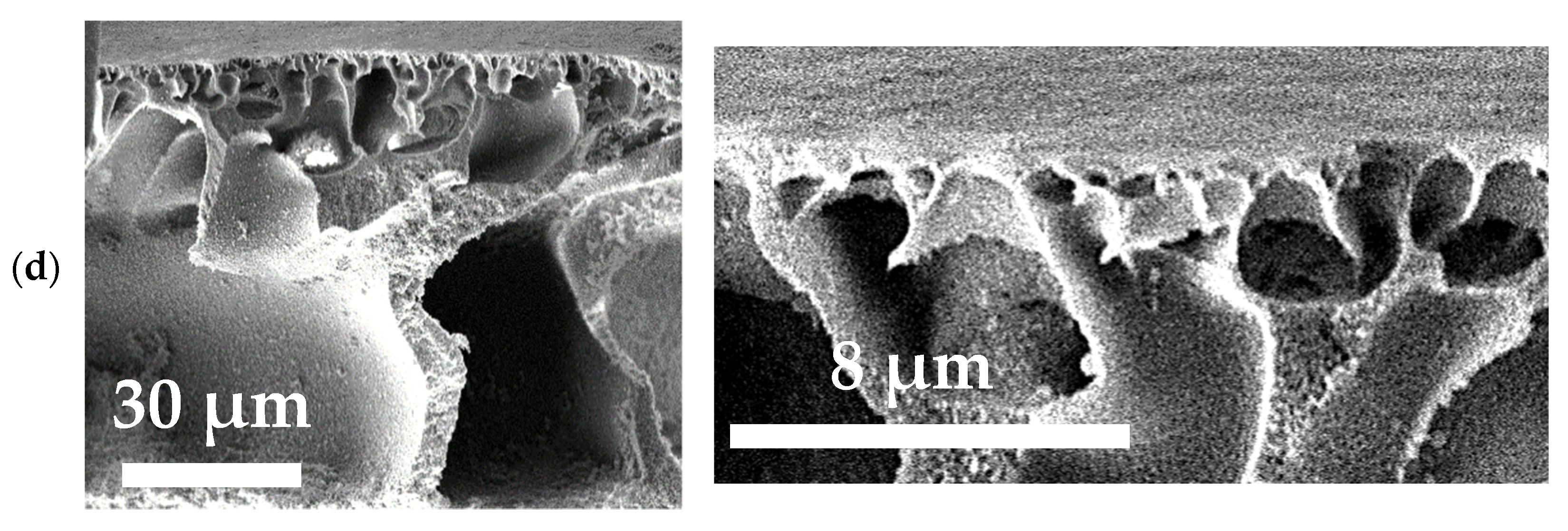 Polymers 13 02804 g004b