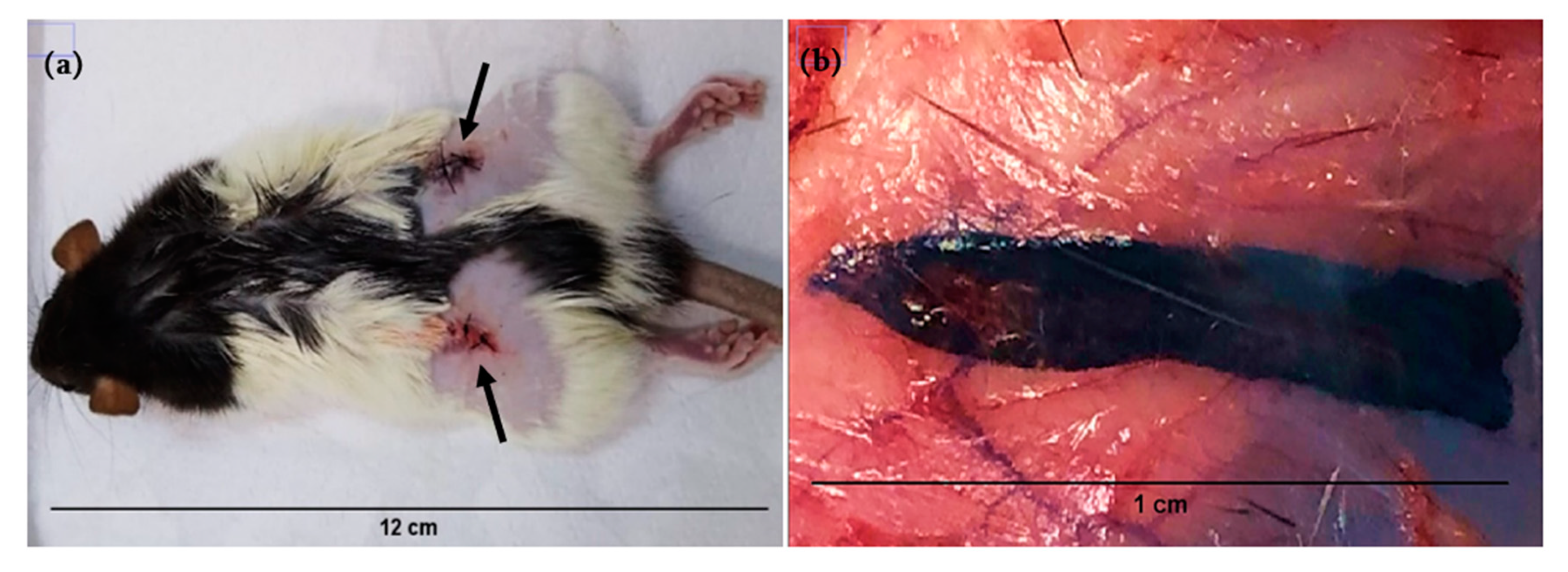 Polymers 13 03382 g002