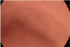 Polymers 14 03007 i001