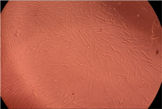 Polymers 14 03007 i007