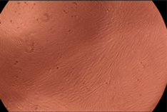 Polymers 14 03007 i008