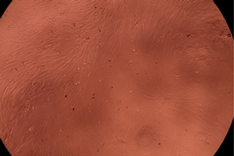 Polymers 14 03007 i010