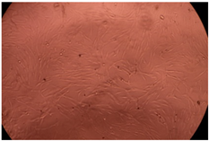 Polymers 14 03007 i013