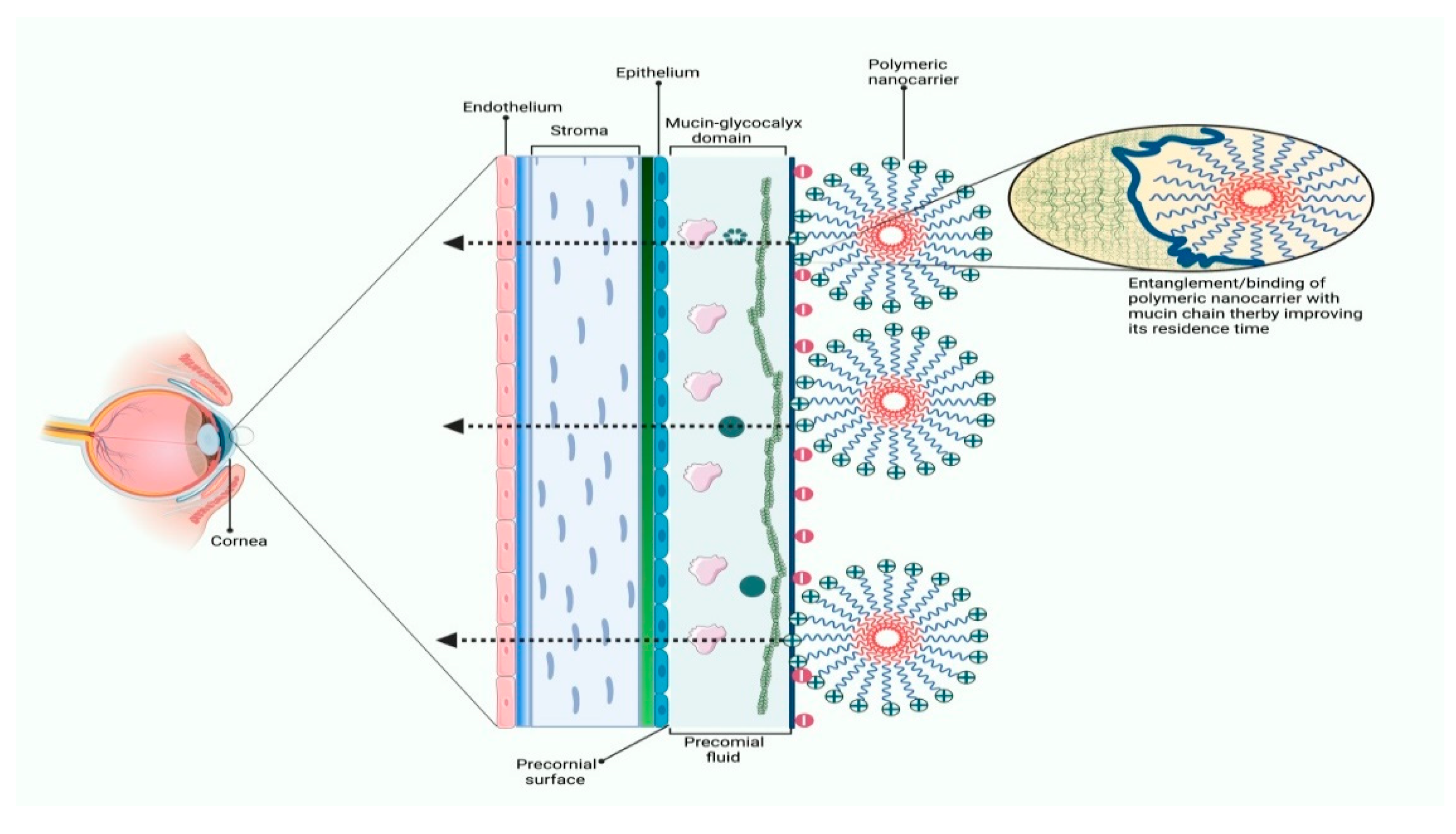 Polymers 14 03545 g005