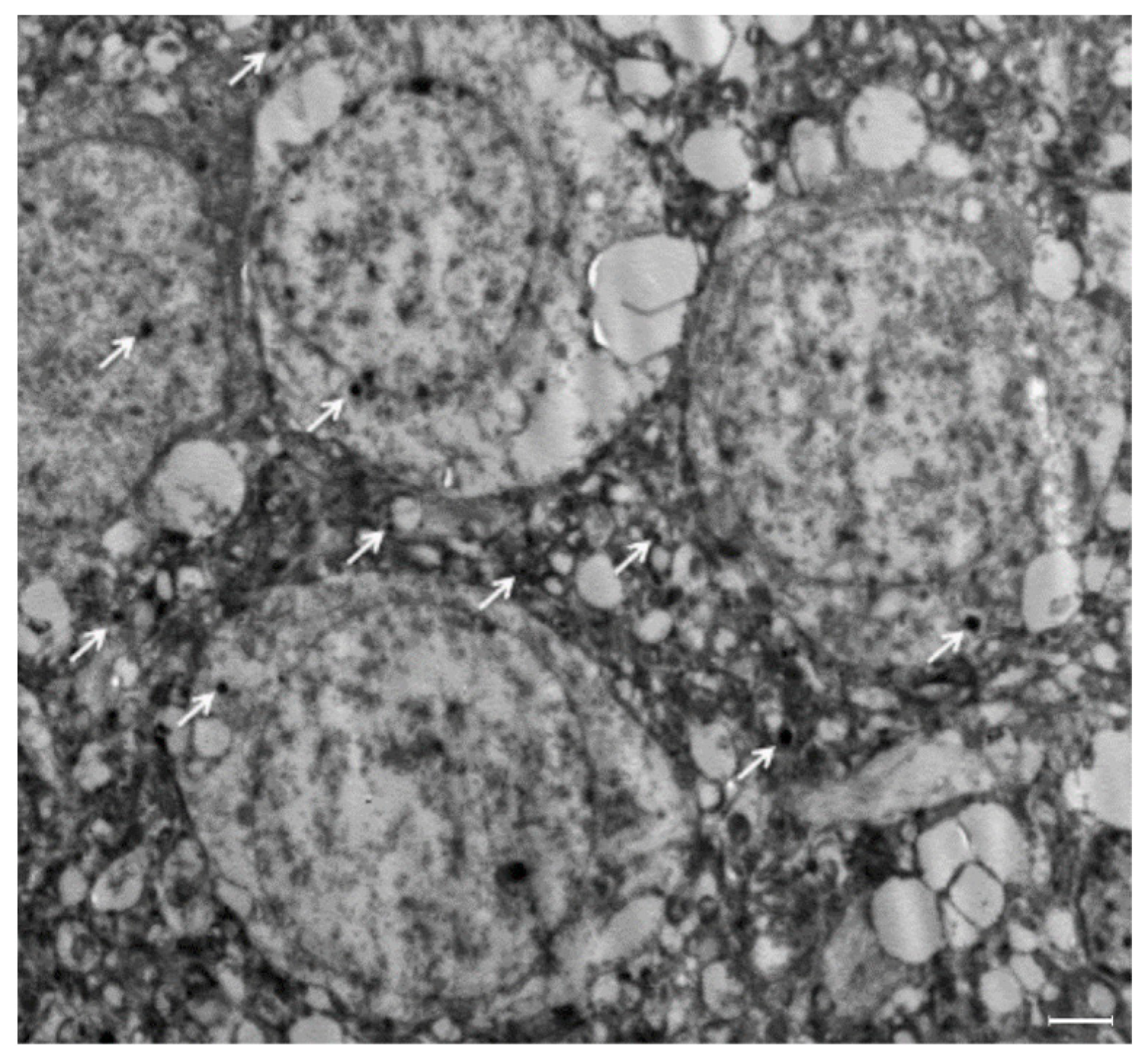 Polymers 14 04582 g003