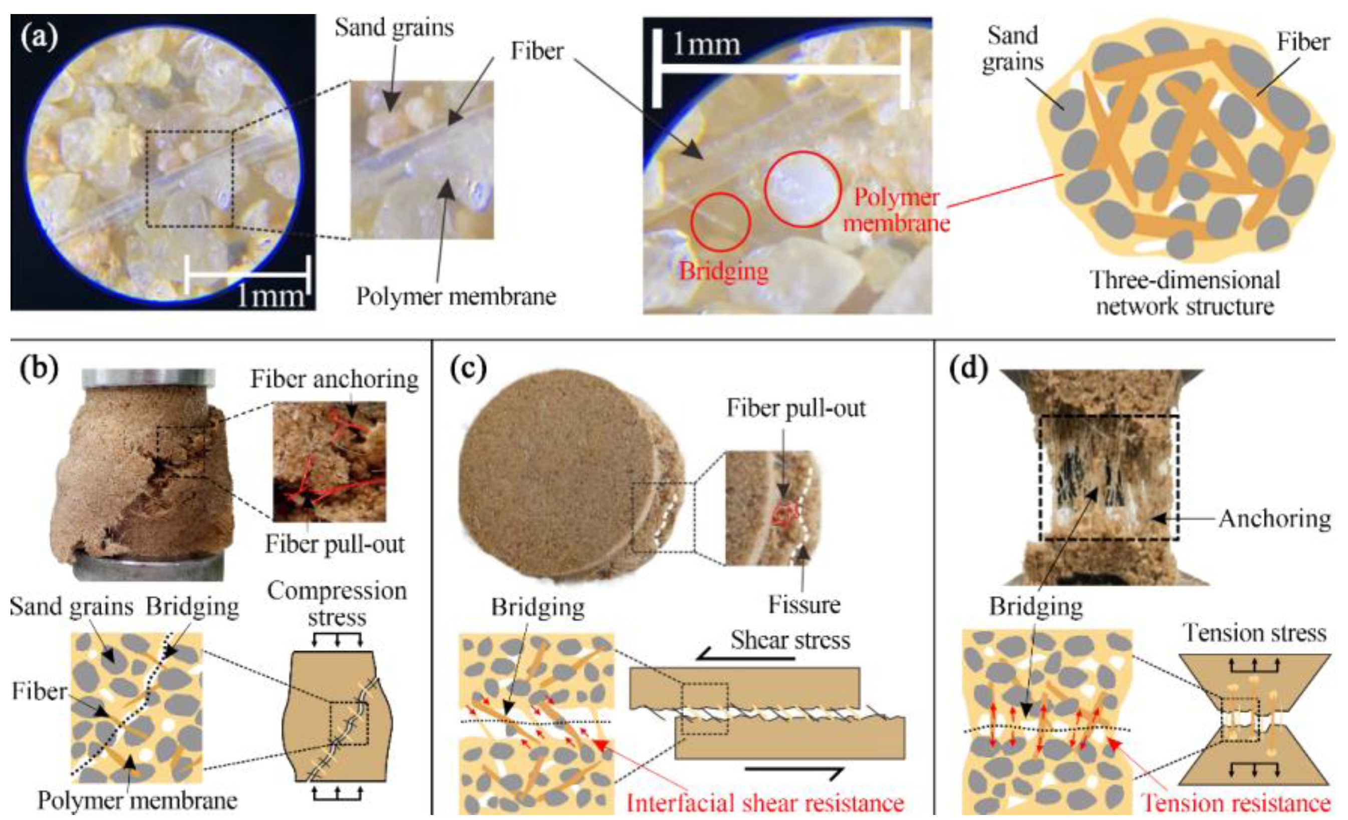 Polymers 15 04528 g012
