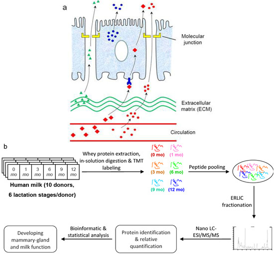 Quantitative Analysis of the Human Milk Whey Proteome Reveals Developing Milk and Mammary-Gland Functions across the First Year of Lactation Quantitative Analysis of the Human Milk Whey Proteome Reveals Developing Milk and Mammary-Gland Functions across the First Year of Lactation