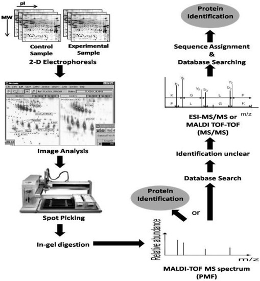 High-Throughput Proteomic Approaches to the Elucidation of Potential Biomarkers of Chronic Allograft Injury CAI High-Throughput Proteomic Approaches to the Elucidation of Potential Biomarkers of Chronic Allograft Injury CAI