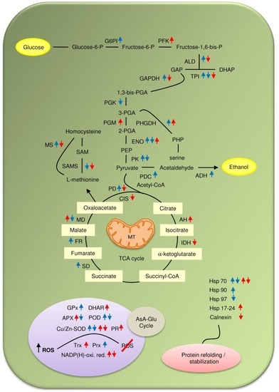Potentiality of Soybean Proteomics in Untying the Mechanism of Flood and Drought Stress Tolerance Potentiality of Soybean Proteomics in Untying the Mechanism of Flood and Drought Stress Tolerance