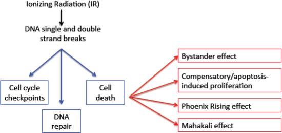 The Role of Translational Regulation in Survival after Radiation Damage; an Opportunity for Proteomics Analysis The Role of Translational Regulation in Survival after Radiation Damage; an Opportunity for Proteomics Analysis