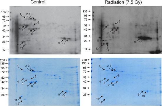 Bone Marrow Protein Oxidation in Response to Ionizing Radiation in C57BL-6J Mice Bone Marrow Protein Oxidation in Response to Ionizing Radiation in C57BL-6J Mice