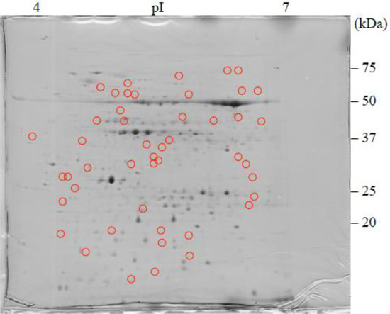 Proteomic Analysis of Responsive Proteins Induced in Japanese Birch Plantlet Treated with Salicylic Acid Proteomic Analysis of Responsive Proteins Induced in Japanese Birch Plantlet Treated with Salicylic Acid