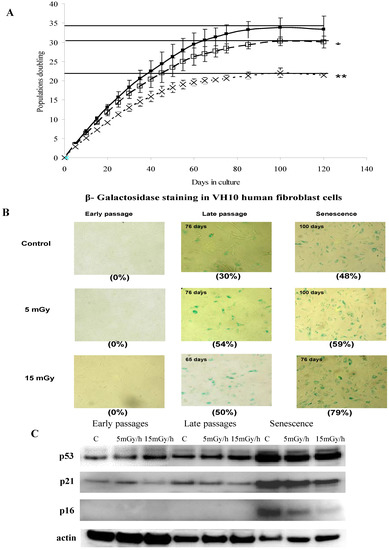 Chronic Low Dose Rate Ionizing Radiation Exposure Induces Premature Senescence in Human Fibroblasts that Correlates with Up Regulation of Proteins Involved in Protection against Oxidative Stress Chronic Low Dose Rate Ionizing Radiation Exposure Induces Premature Senescence in Human Fibroblasts that Correlates with Up Regulation of Proteins Involved in Protection against Oxidative Stress