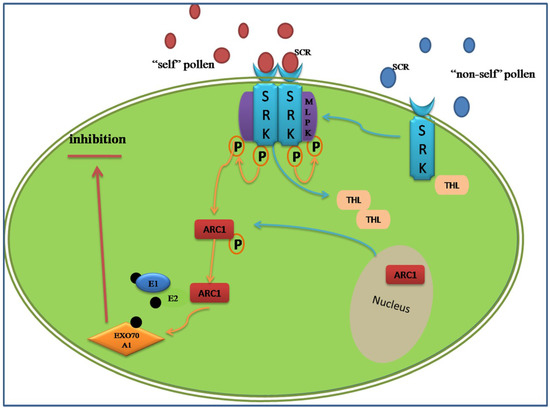 Proteomics Advances in the Understanding of Pollen–Pistil Interactions Proteomics Advances in the Understanding of Pollen–Pistil Interactions