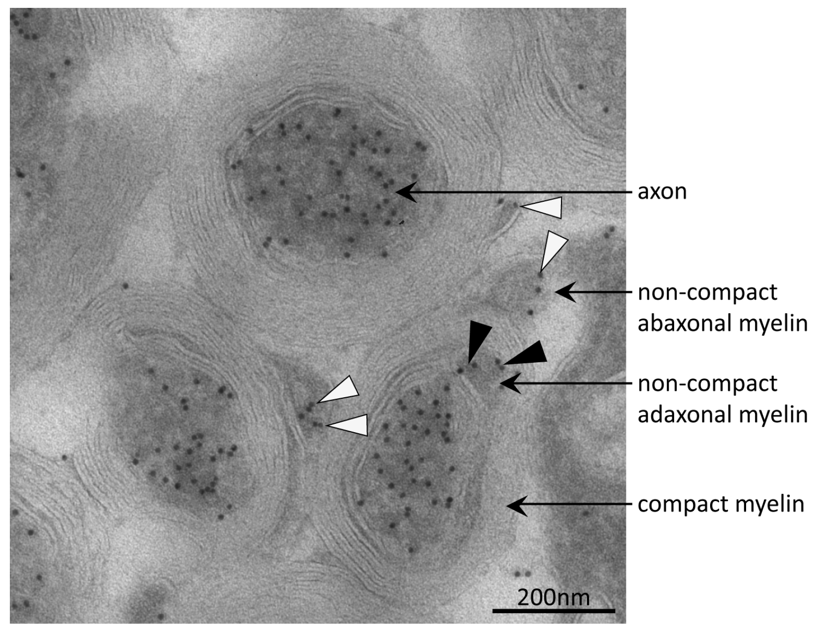 Proteomes 05 00003 g004
