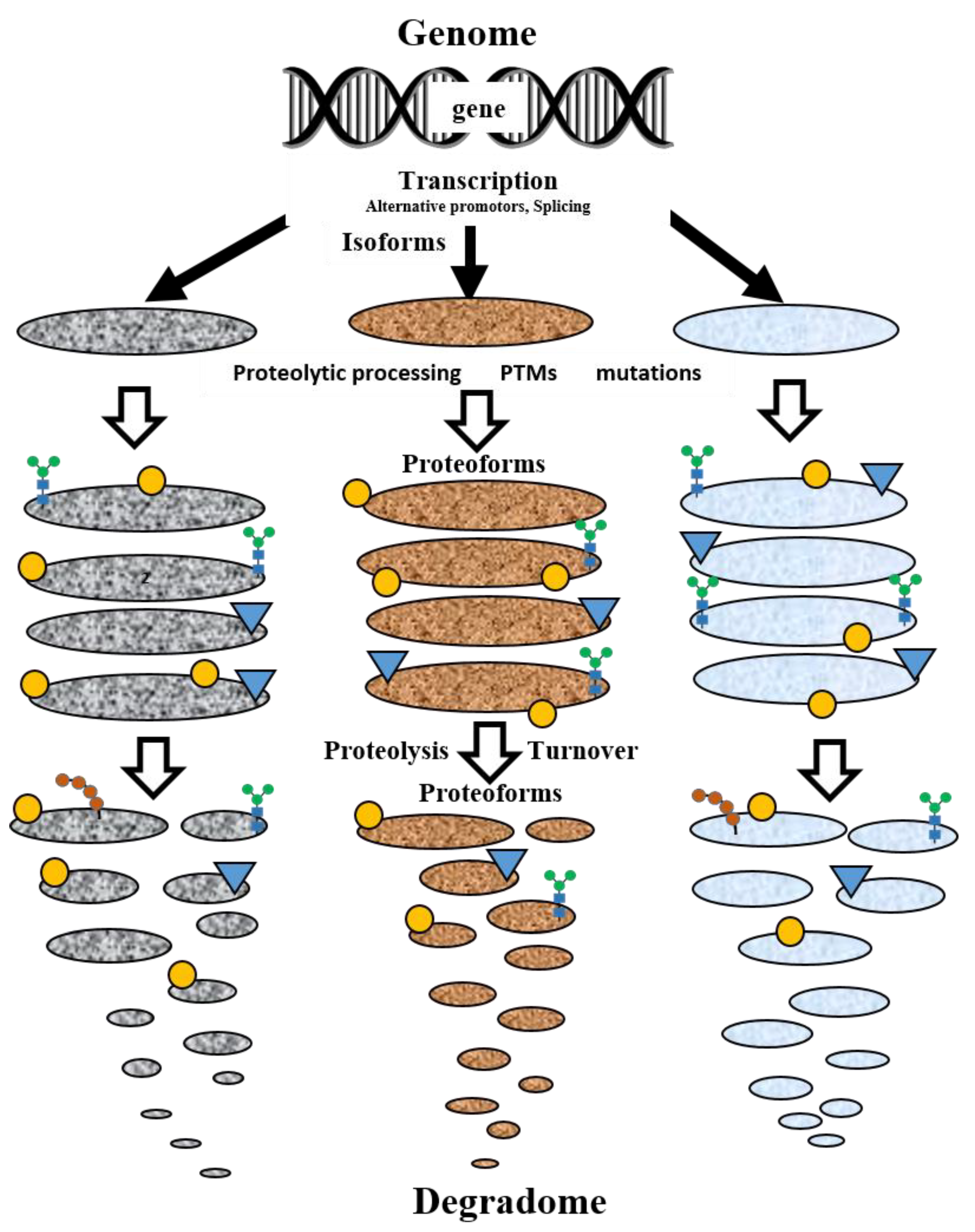 Proteomes 12 00015 g004