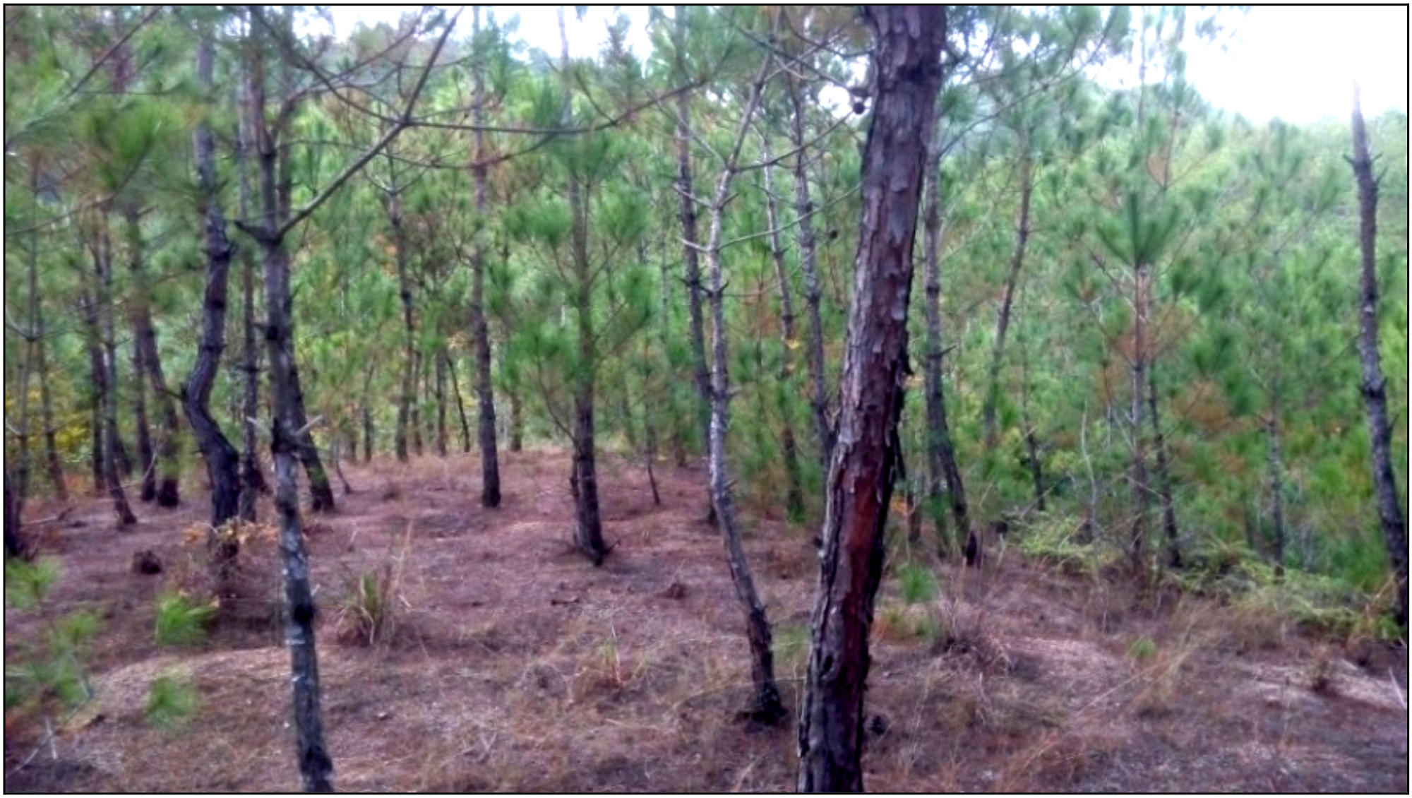 Remotesensing 11 00513 g001