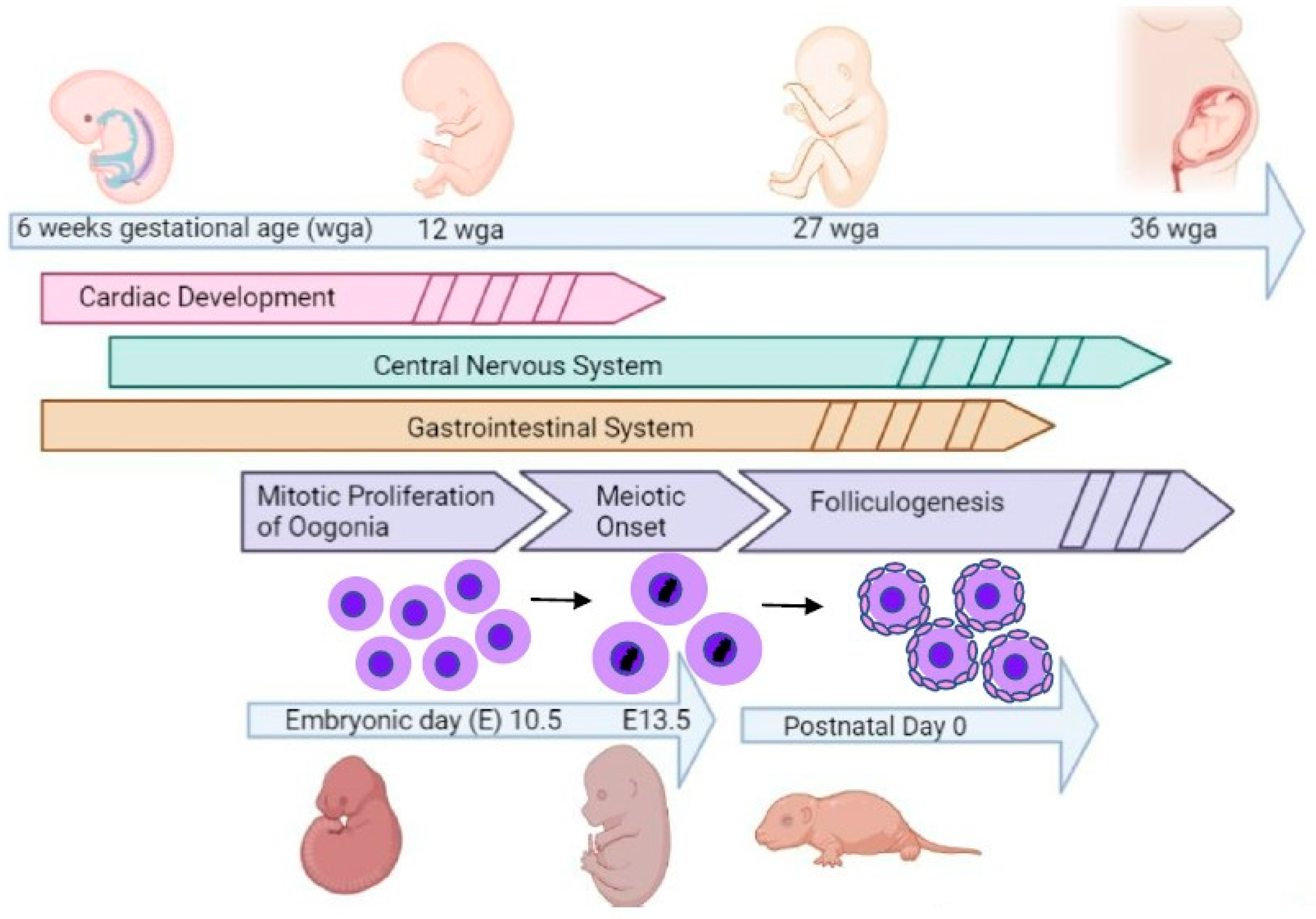 Reprodmed 04 00023 g001