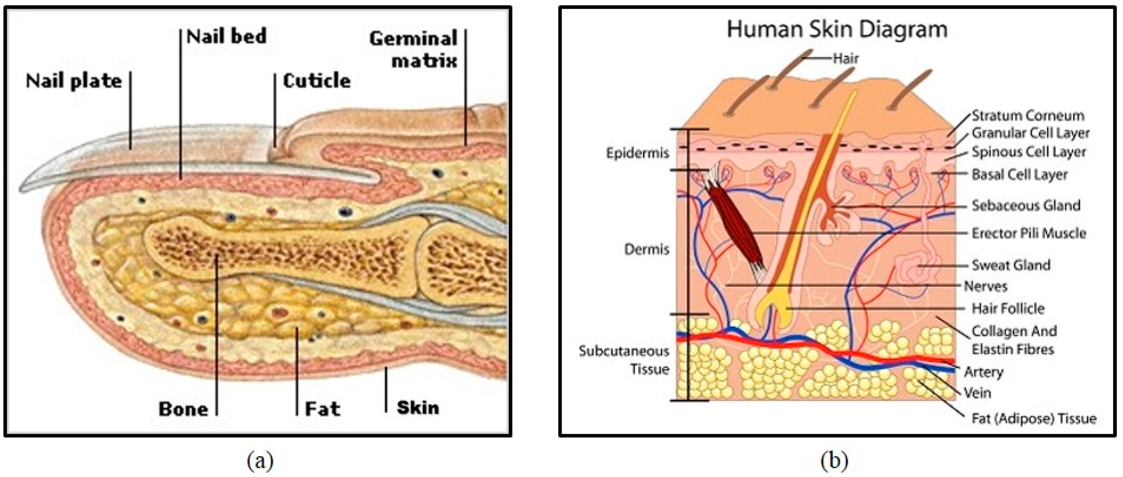 Image result for finger fat tissue