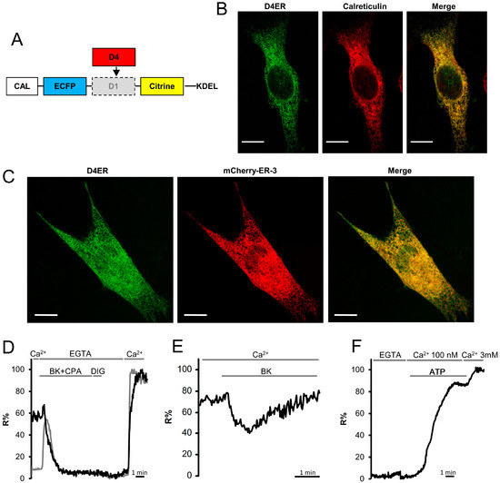 Characterization of the ER-Targeted Low Affinity Ca2 Probe D4ER Characterization of the ER-Targeted Low Affinity Ca2 Probe D4ER